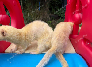 White ferrets