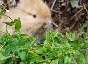 Angora buck