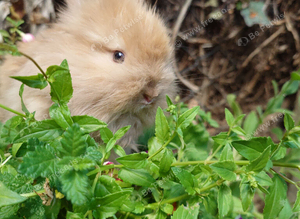 Angora buck