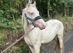 Nice flashy gelding