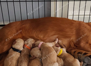Beautiful Cockapoo Puppies