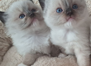 Ready now! GCCF registered Ragdoll kittens