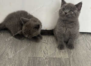 Outstanding blue/lilac British shorthair