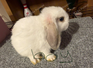 Mini lops.