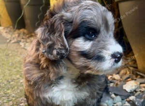 Beautiful Rare F1 Chocolate Merle SaintBerdoodle READY NOW!!!!