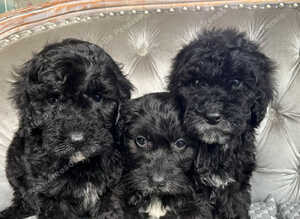 Black Cavapoo puppies