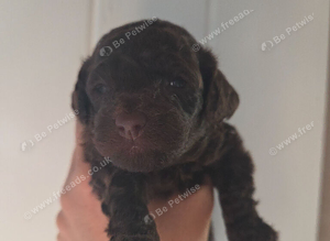 Cavapoo pups dark chocolate brown