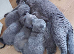British shorthair kitten's