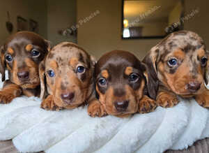 KC registered miniature dachshund puppies