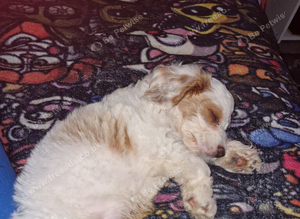 17 week old male cockapoo
