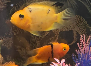 Yellow tiger parrot