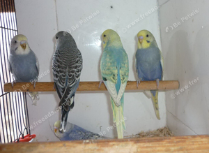 Baby budgies ready for new homes