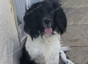 Lovely 17 Month Old Neutered Male