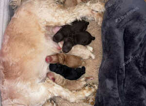 Cockapoo rainbow litter