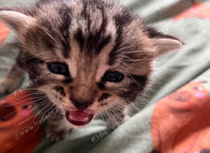 4 beautiful Kittens for