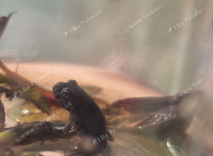 Korean fire bellied toadlets x3