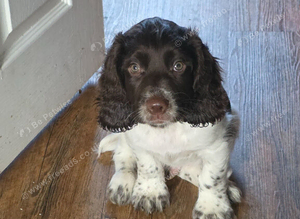 Cocker Spaniel
