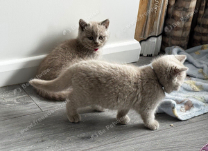 Beautiful Lilac British Shorthaired Kittens