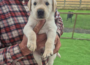 Beautiful litter of Labradors