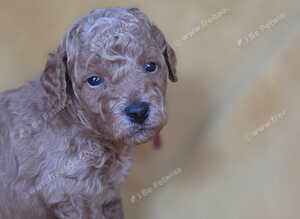 Beautiful miniature golden doodle