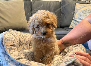 Toy poodle puppies
