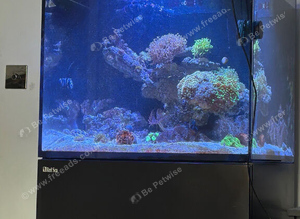 Marine tank, fish and corals for sale. All must go