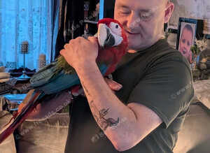 Greenwing macaw for sale
