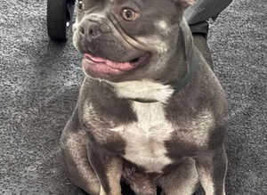 French bulldog