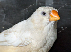 Orange breasted black breasted Isabel hen