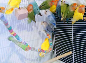 Love Birds