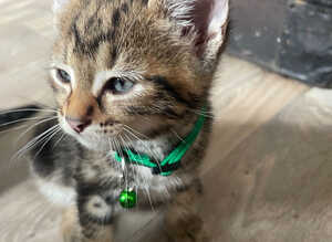 Bengal kittens and British Short hair x Bengal kittens