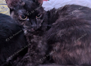 Tortoise shell kitten