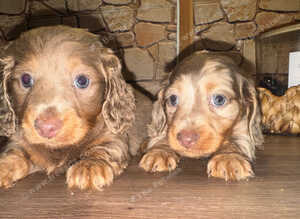 5 star longhair miniature dachshund