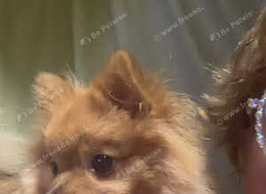 Pomeranian Girl