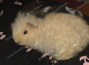 Mixed guinea pigs