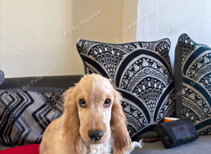 Cocker spaniel boy