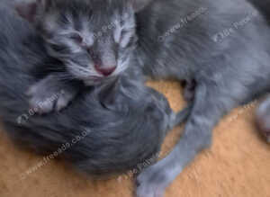 Gccf registered Maine coons Silver Blue