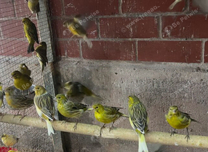 Canaries for sale