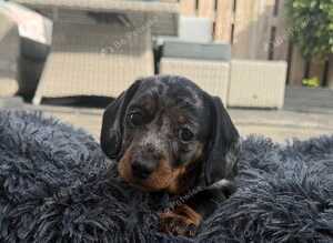 Beautiful Miniature Dachshund Pups