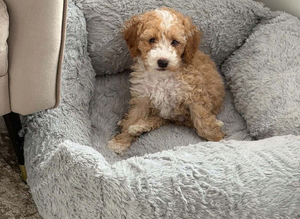 9 weeks boy