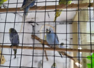 Baby budgies for sale in fife