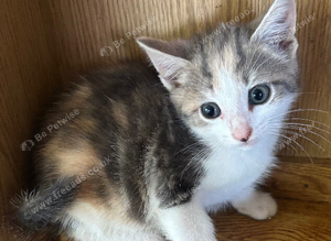 Kittens ready now