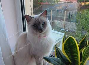 Blue colour point Female for sale.