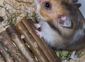 Hamster
