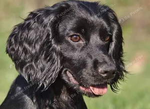 Mini working cocker spaniel