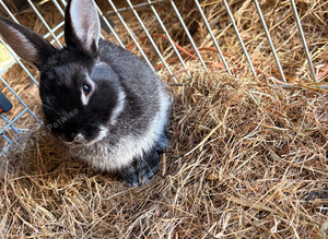 Black male rabbit