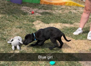 5 stunning Labrador puppies for sale