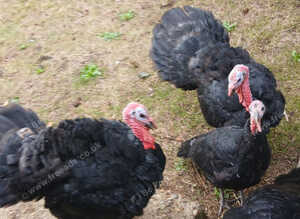 NORFOLK BLACK TURKEY
