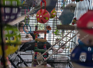 Budgies