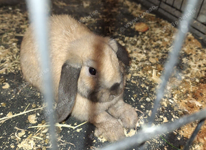 Rabbit
